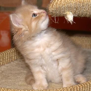 Sibirische Katzen Floris von der Gronau